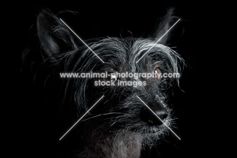 portrait of a chinese crested dog