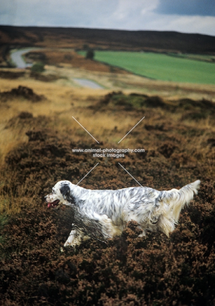 english setter in heather on moorland