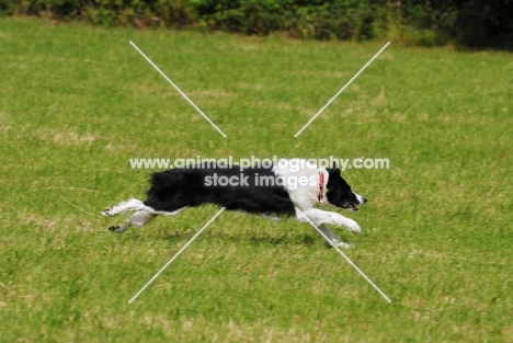 border collie swift runner