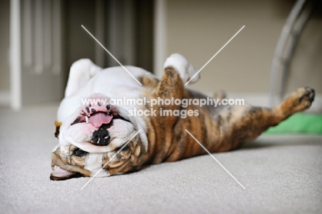 bulldog rolling over on back