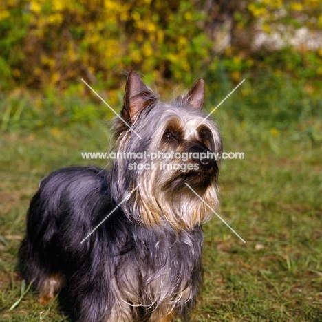 p-nuts in the chips, silky terrier standing on grass
