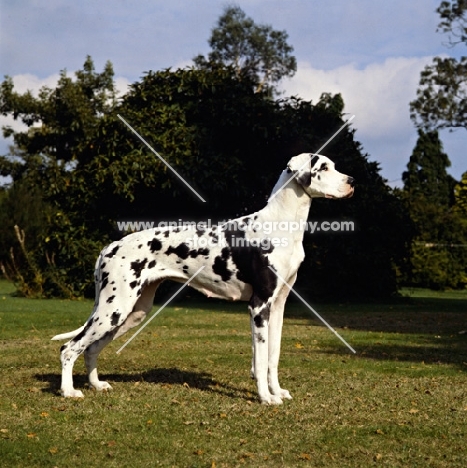 great dane standing on grass