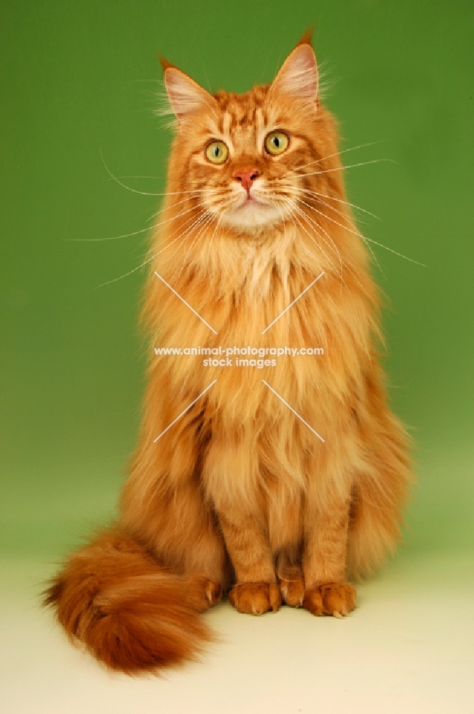 red main coon, front view