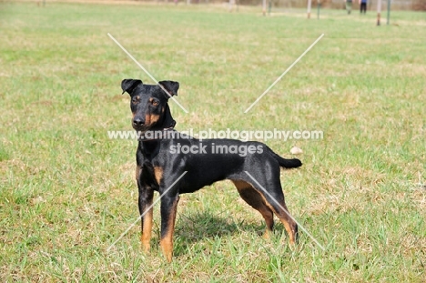 German Hunt Terrier (aka deutscher jagd terrier), side view