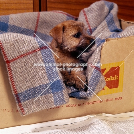 norfolk terrier on a blanket in a box