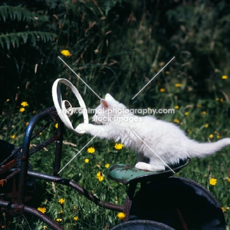 blue eyed white kitten playing