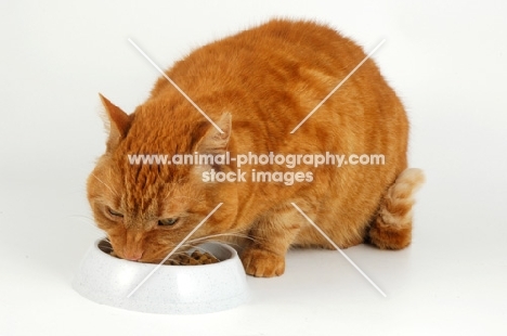 cat eating from a bowl