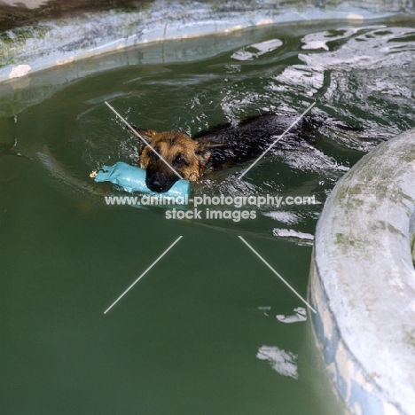 german shepherd dog swimming, carrying dummy