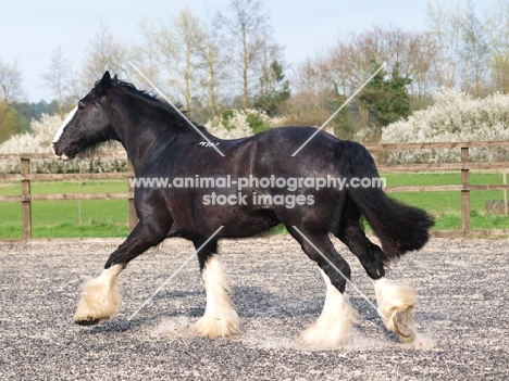 black and white Shire horse