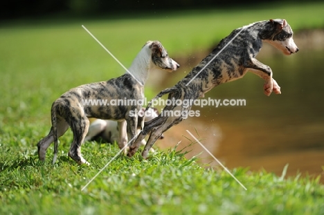 young Whippet puppies, one jumping into water