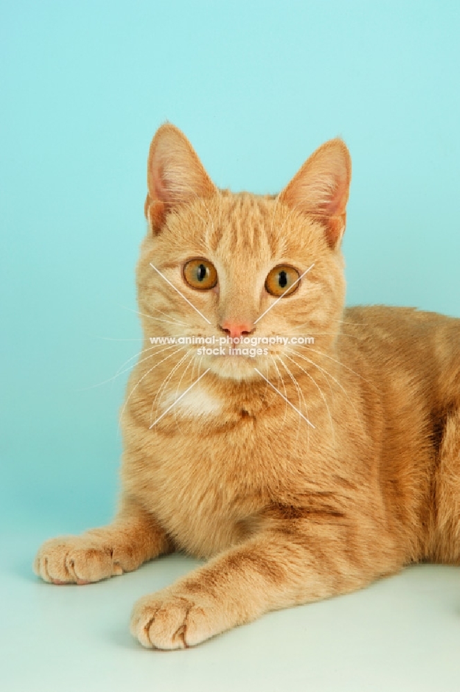 cream classic tabby cat lying down