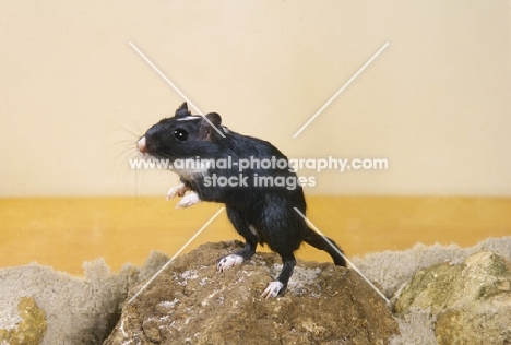 black gerbil, with white bib, standing on rock, on hind legs, on watch