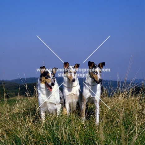 three smooth collies from glenmist  kennels sitting in long grass