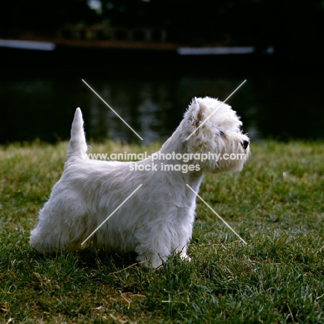 west highland white terrier, champion olac moon pilot, best in show crufts 1990, alert, beside river thames