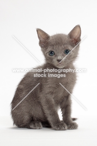 Russian Blue kitten sitting in studio