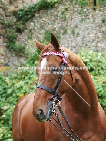 Thoroughbred wearing bridle