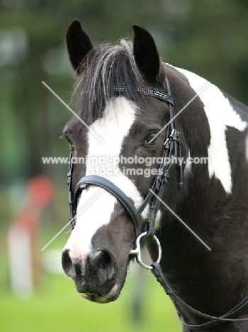 bridled Piebald horse