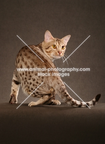 Ocicat turning on brown background