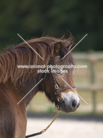 Exmoor pony wearing bridle
