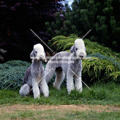 l, ch rathsrigg raggald, r, ch rathsrigg reflection, 
two bedlington terriers standing and sitting together
