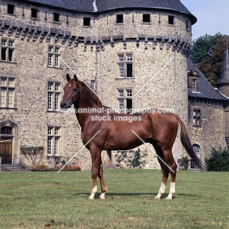 Thalian, French Anglo Arab stallion, at Pompadour 