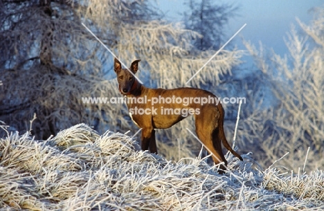 sheeba, greyhound in frosty landscape