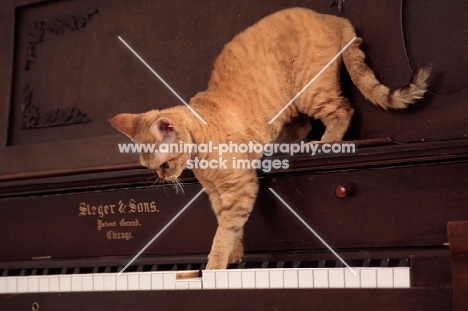 Devon Rex exploring a piano