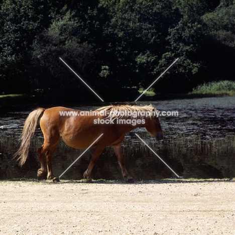 new forest pony mare walking beside lake in the new forest
