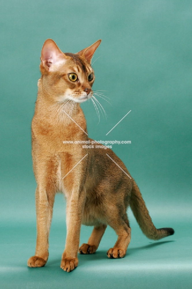 Ruddy Abyssinian, looking aside, on green background