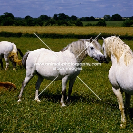 welsh mountain pony stallion chatting up mare at pendock stud