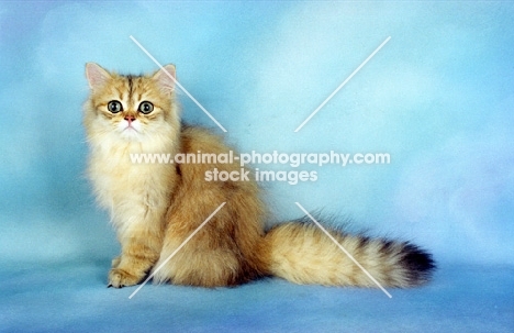 fluffy golden Persian, sitting down