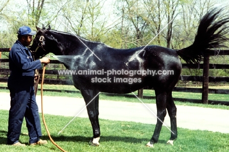 groom hosing a thoroughbred in usa