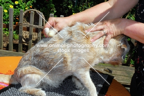 border terrier plucking coat