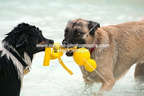 two dogs playing tug of war