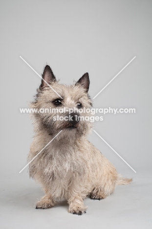 Portrait of a wheaten Cairn terrier on gray studio background.