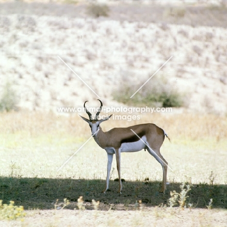 springbok looking at camera, kalahari desert