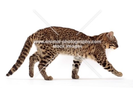 Golden Spotted Tabby Geoffroy's cat walking on white background
