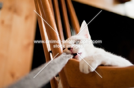 young cat playing with rope