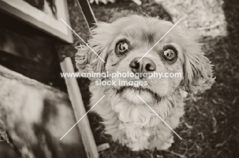 Cavalier King Charles Spaniel begging