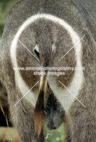 waterbuck rear view