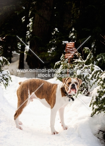 Old English Bulldog in winter