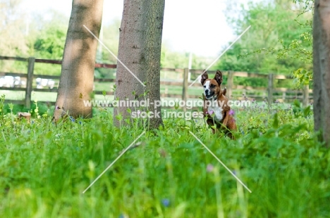 Boxer x Terrier dog running