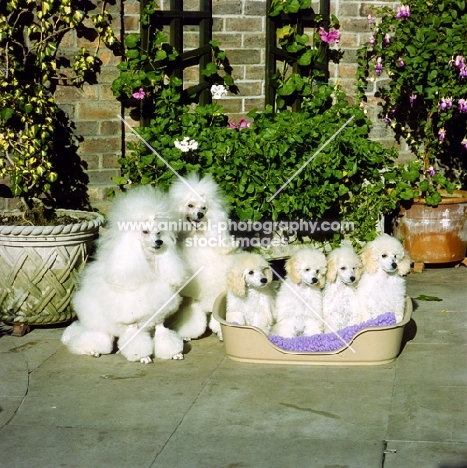 family of miniature poodles from miradel 
