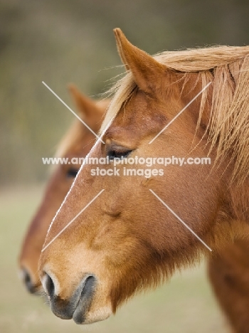 Suffolk Punch portrait, looking ahead