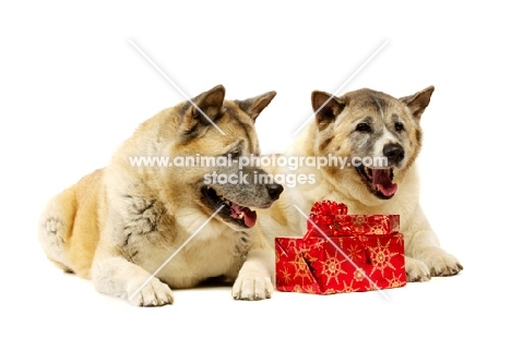 Large Akita dogs lying with Christmas presents isolated on a white background