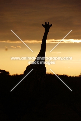 Giraffe