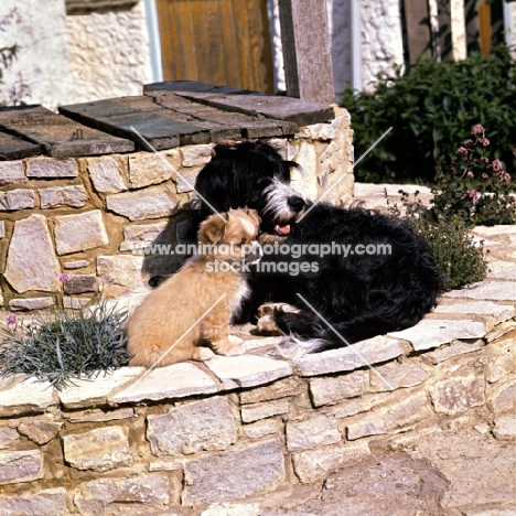 tibetan spaniel puppy and cross bred dog sitting on a wall