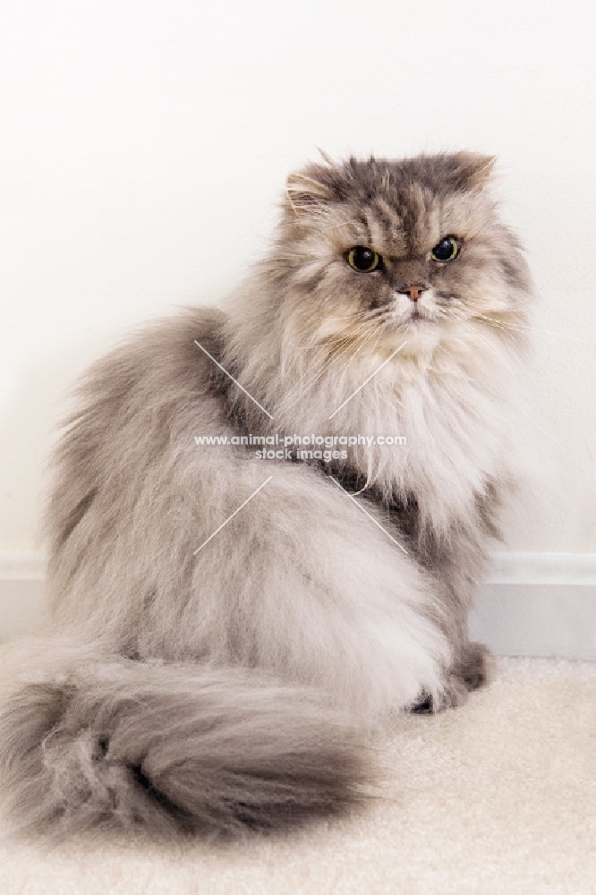 fluffy persian cat sitting