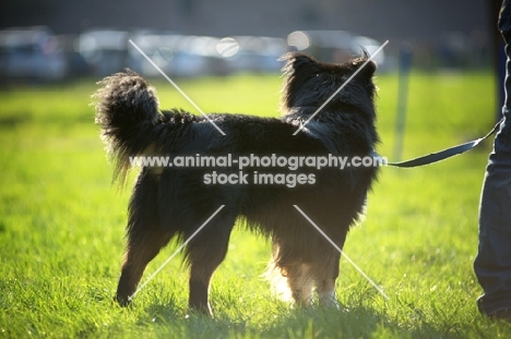 back view of a black dog standing in a field