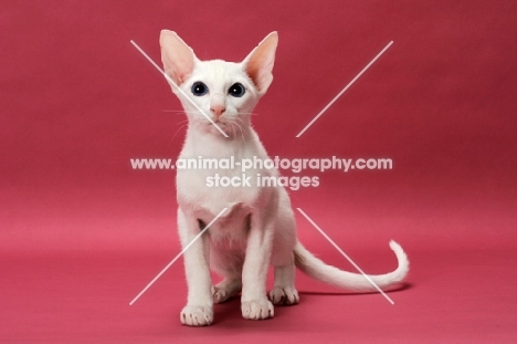 Oriental Shorthair, White Blue Eyed